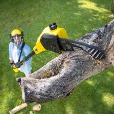 Best Tree Health Inspection  in Mcdade, TX
