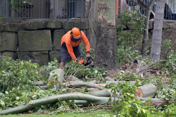 Best Tree Removal  in Mcdade, TX